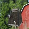 Audubon MF Wood & Mesh Mill Sunflwer Seed Wild Bird Feeder - Black And Gray - 1.3 Oz Cap