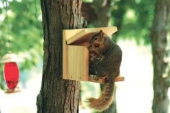 Audubon Squirrel Munch Box Feeder - Tan - 1.75 Lbs Cap -Bird pet supplies Sales audubon squirrel munch box feeder tan 175 lbs cap 608289