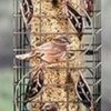 Audubon Squirrel-Resistant Caged Tube Tubed Wild Bird Feeder - Copper - 2 Lbs Cap -Bird pet supplies Sales audubon squirrel resistant caged tube tubed wild bird feeder copper 2 lbs cap 289642