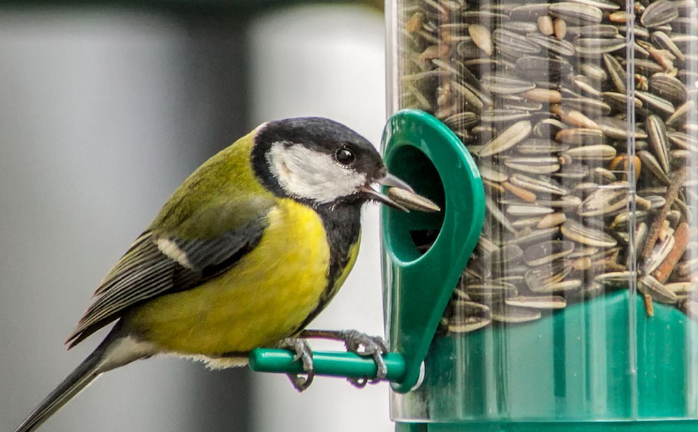 Bird pet supplies Sales -Bird pet supplies Sales birdfeed