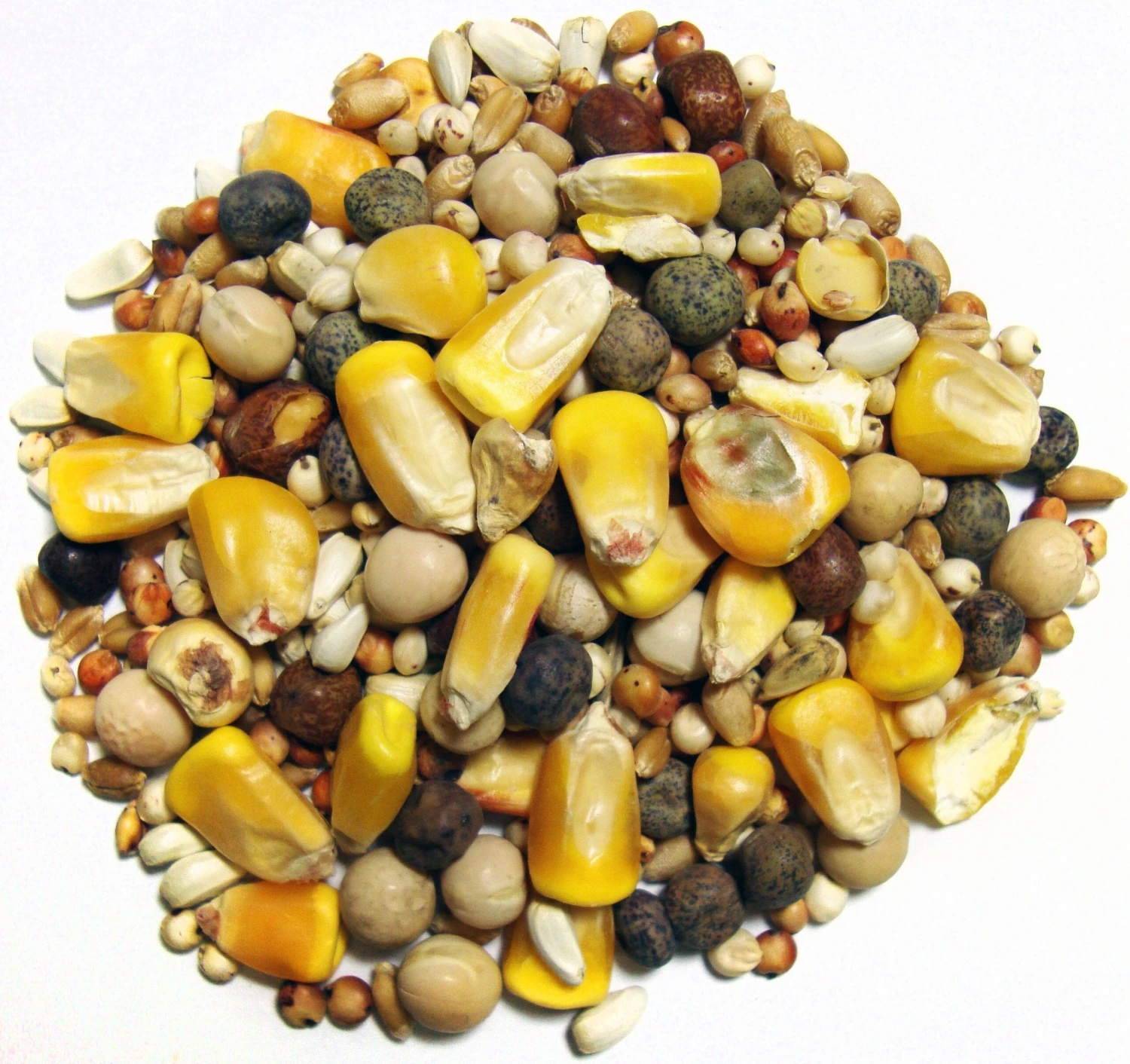 F.M. Brown's Pigeon Developer Small Corn Bird Food - 50 Lb Bag 3 F.M. Brown's Pigeon Developer Small Corn Bird Food - 50 Lb Bag