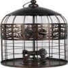 Heath Grand Palace Squirrel Resistant Haven Wild Bird Feeder - Bronze - 1 Lb Cap 1 Heath Grand Palace Squirrel Resistant Haven Wild Bird Feeder - Bronze - 1 Lb Cap -Bird pet supplies Sales heath grand palace squirrel resistant haven wild bird feeder bronze 1 lb cap 645830