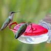 Hummzinger Gem Window Hummingbird Feeder - Red - 4 Oz 1 Hummzinger Gem Window Hummingbird Feeder - Red - 4 Oz -Bird pet supplies Sales hummzinger gem window hummingbird feeder red 4 oz 867850