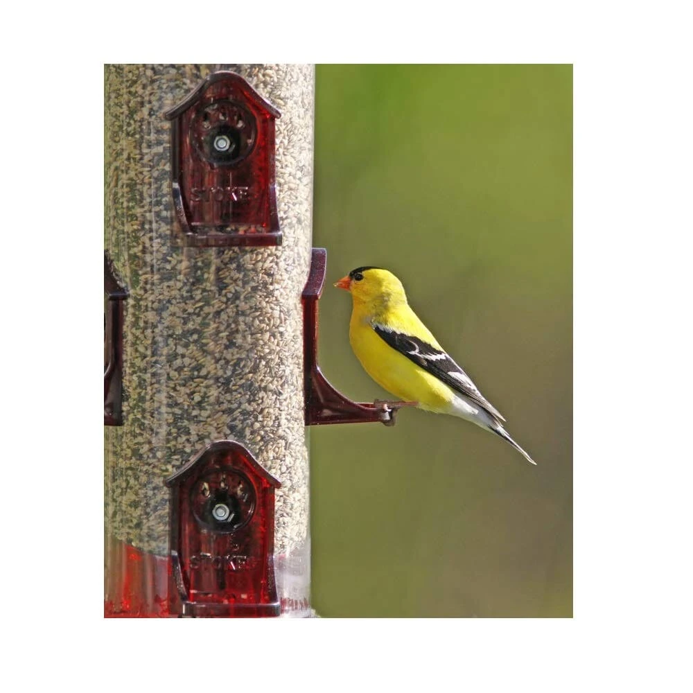 More Birds Tube Finch Seed Tubed Wild Bird Feeder - Maroon - 2.8 Lbs Cap 5 More Birds Tube Finch Seed Tubed Wild Bird Feeder - Maroon - 2.8 Lbs Cap - Image 3
