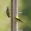 More Birds Tube Topsy Tails Finch Tubed Wild Bird Feeder - Yellow - 1.5 Lbs Cap 1 More Birds Tube Topsy Tails Finch Tubed Wild Bird Feeder - Yellow - 1.5 Lbs Cap -Bird pet supplies Sales more birds tube topsy tails finch tubed wild bird feeder yellow 15 lbs cap 554279