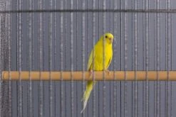 Prevue Hendryx Wrought Iron Flight Cage With Stand - Black - 31" X 20.5" X 53" -Bird pet supplies Sales prevue hendryx wrought iron flight cage with stand black 31 x 205 x 53 503365